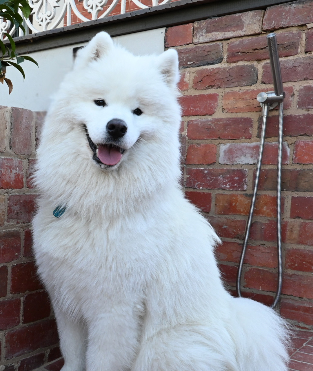 A Dog-Friendly Getaway